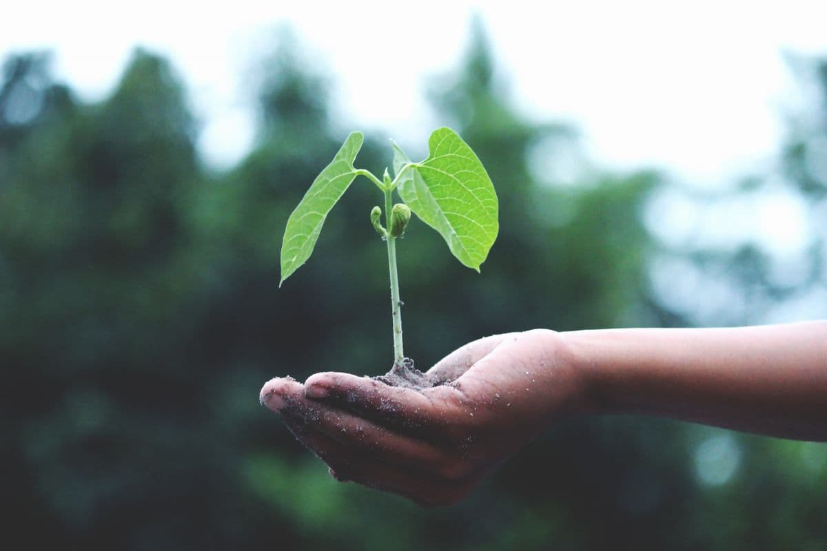 FSC-Certified Paper Packaging: What Buyers Should Verify